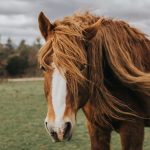 طراحی سایت باشگاه اسب سواری​