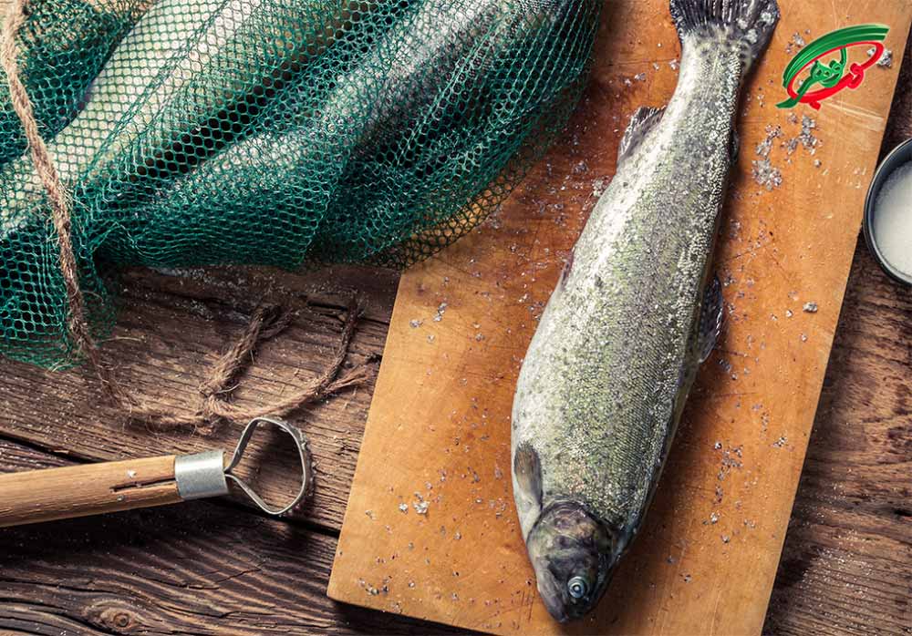 مزیت های طراحی سایت پرورش شیلات