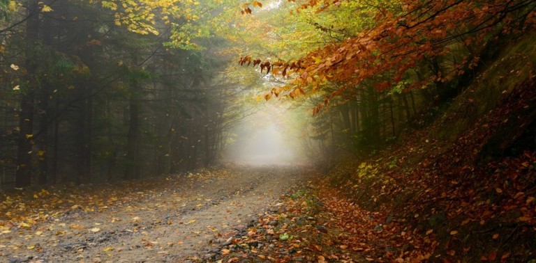 طراحی سایت هنرمندان